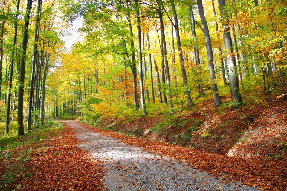 Wienerwald in Austria